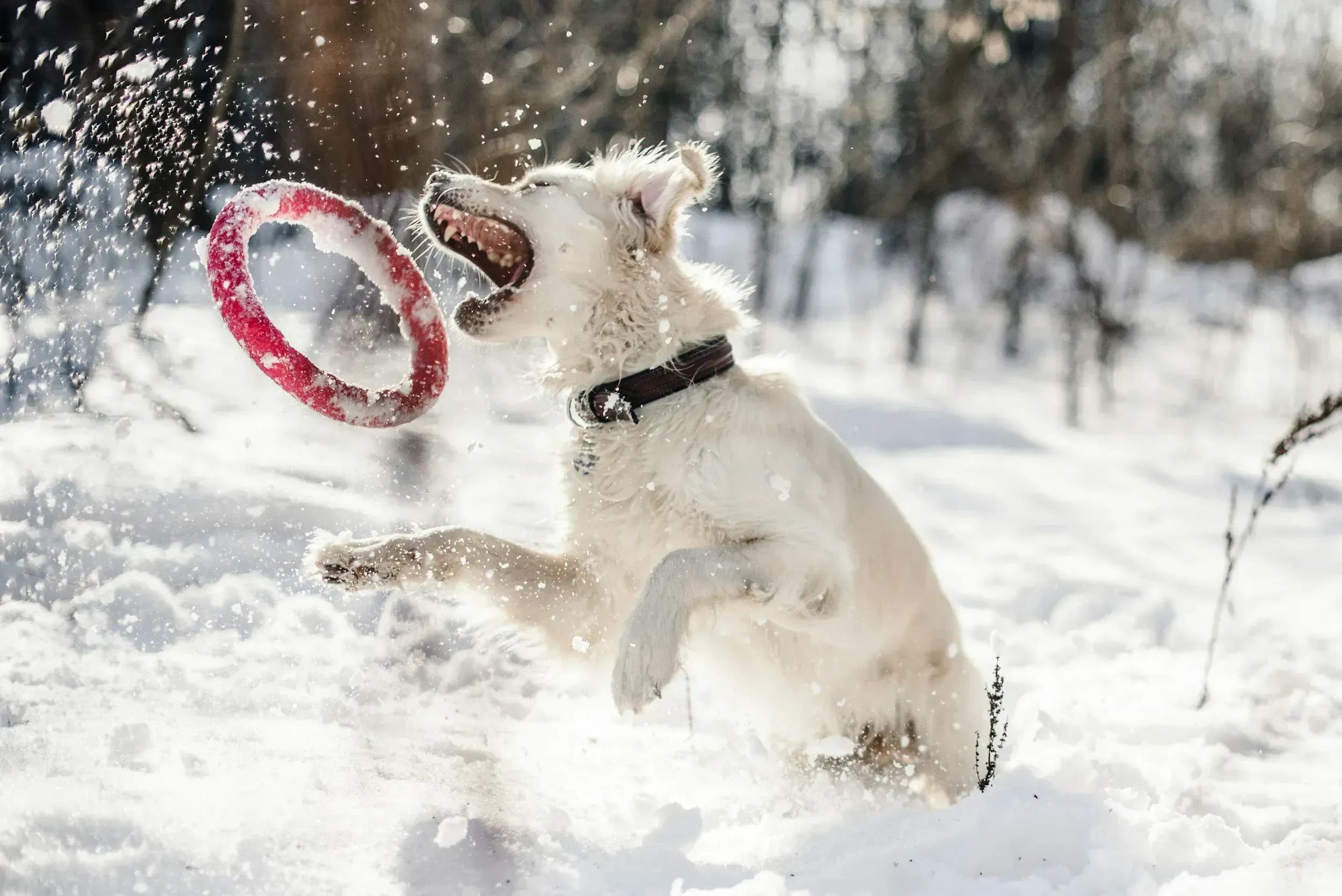 Maria Alm Chesa Montana Ferienwohnung hundefreundlich direkt an der Skipiste