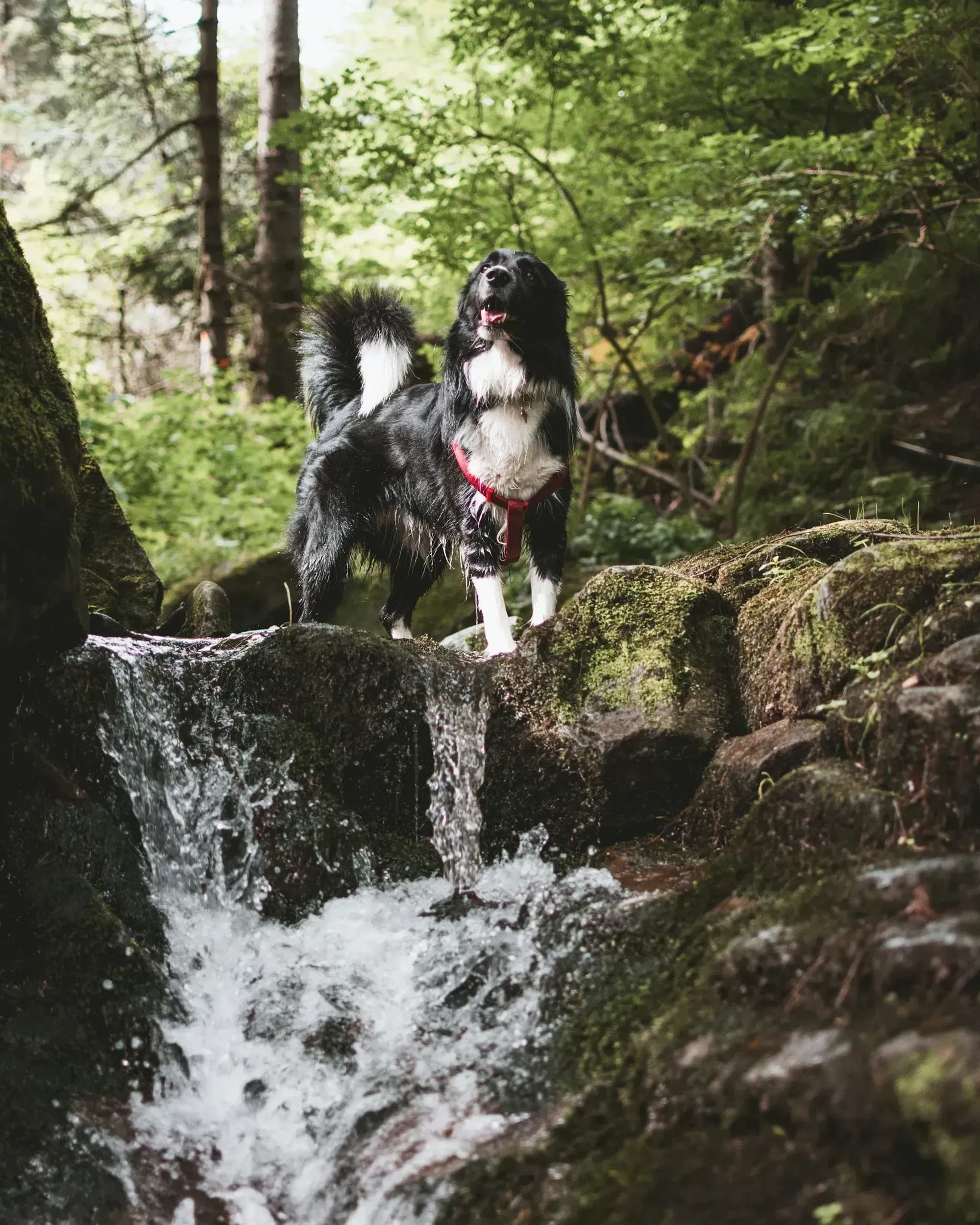 Maria Alm Chesa Montana hundefreundliche Appartements Urlaub mit Hund Panoramablick